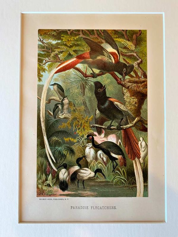 Original 1885 Louis Prang Birds of Paradise chromolithograph — antique natural history color plate with tropical waterfowl, bright vivid colors, ideal for framing.