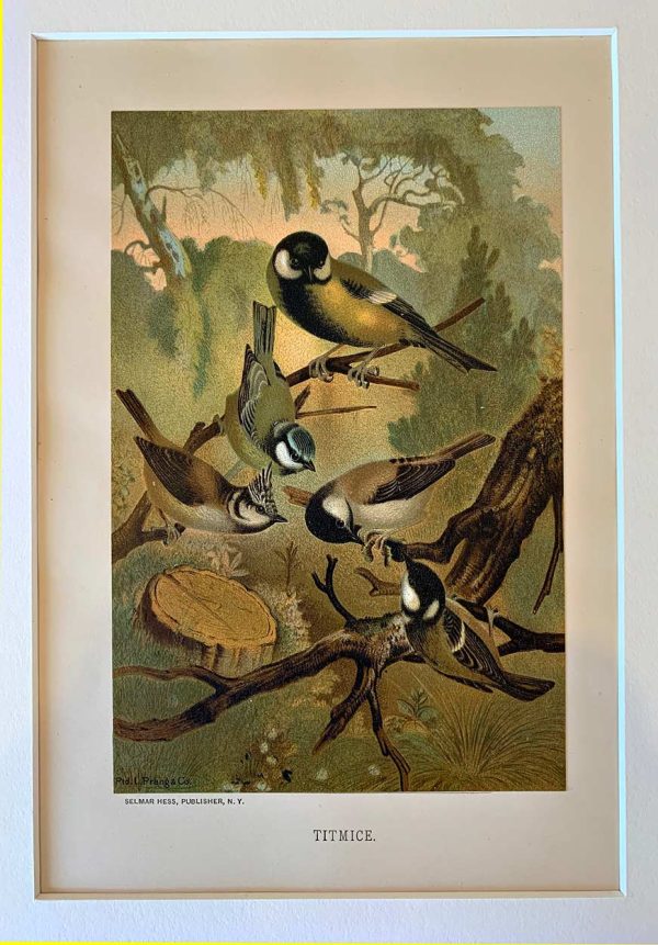Original Louis Prang Titmice antique print — authentic c.1885 chromolithograph of Great and Blue Tits in woodland, excellent condition, museum matted.