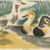 Original 1910–1920s ducks and ducklings children's panel vintage poster, antique lithograph, linen-backed, nature illustration