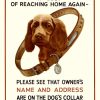 Original RSPCA dog safety poster featuring brown spaniel wearing studded leather collar with metal ID tag and nameplate, cream background, bold red and black typography urging pet owners to display contact information on dog collar, vintage British animal welfare design