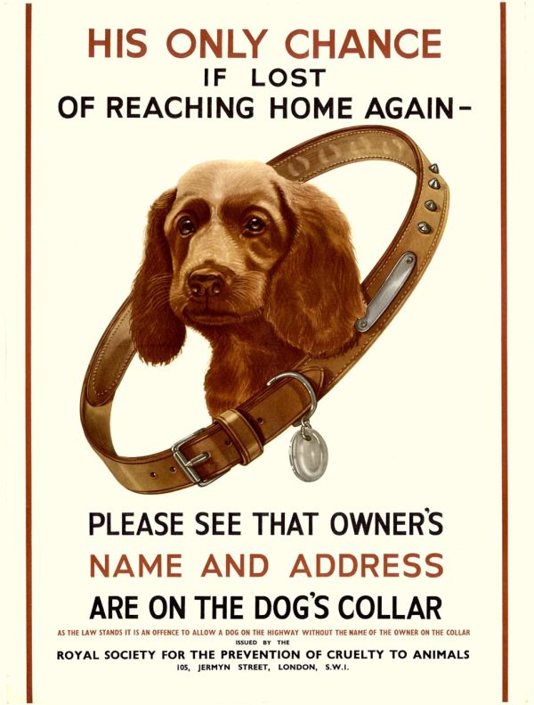 Original RSPCA dog safety poster featuring brown spaniel wearing studded leather collar with metal ID tag and nameplate, cream background, bold red and black typography urging pet owners to display contact information on dog collar, vintage British animal welfare design